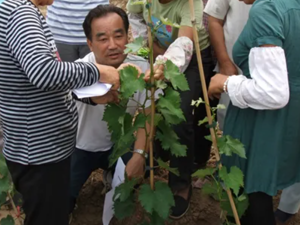 设施农业